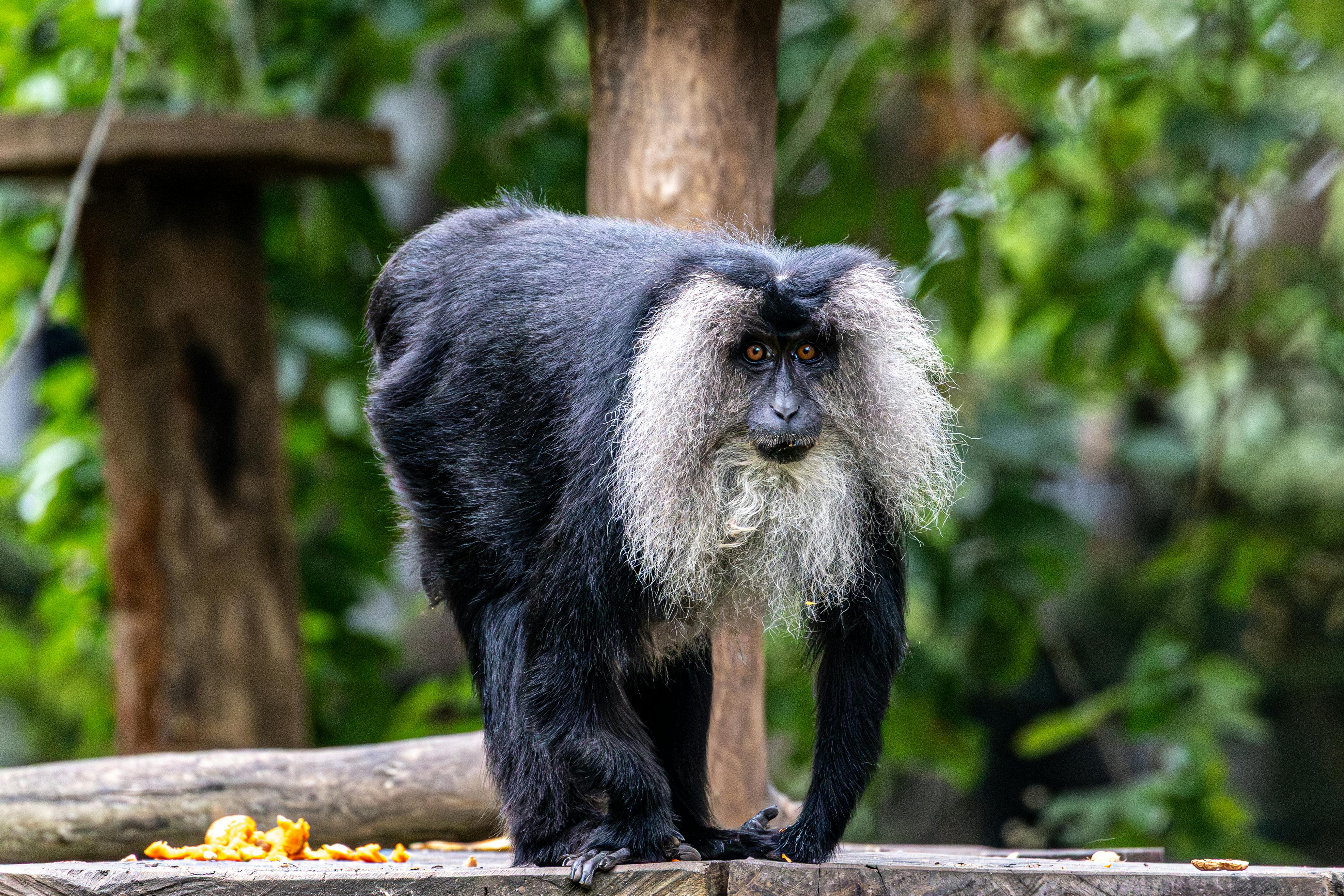 國際：COP30峰會巴西主辦，展現亞馬遜雨林生態多樣性