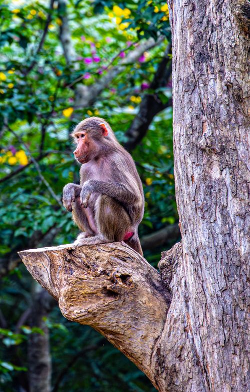 Free A Rhesus macaque perched on a tree branch in a vibrant forest setting. Stock Photo