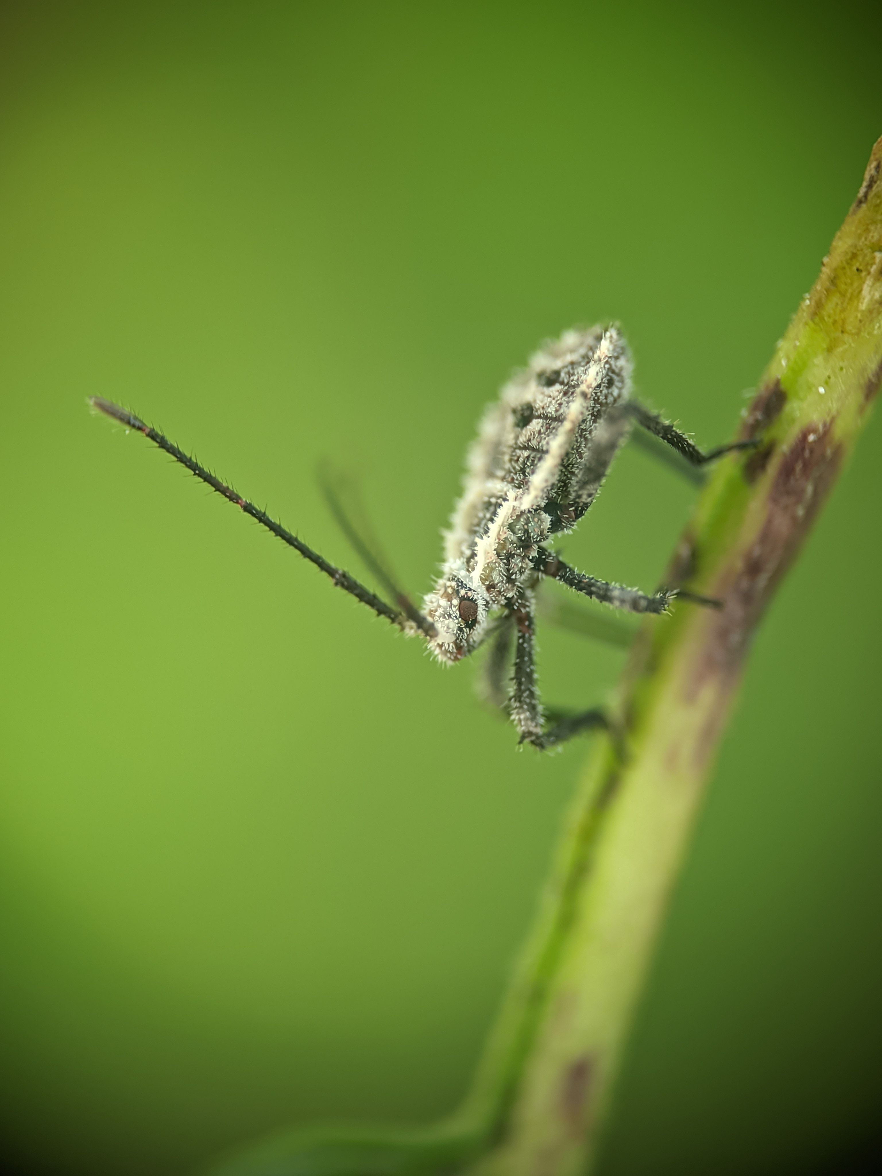 Detailed macro shot of a small insect on a green leaf stem in nature.