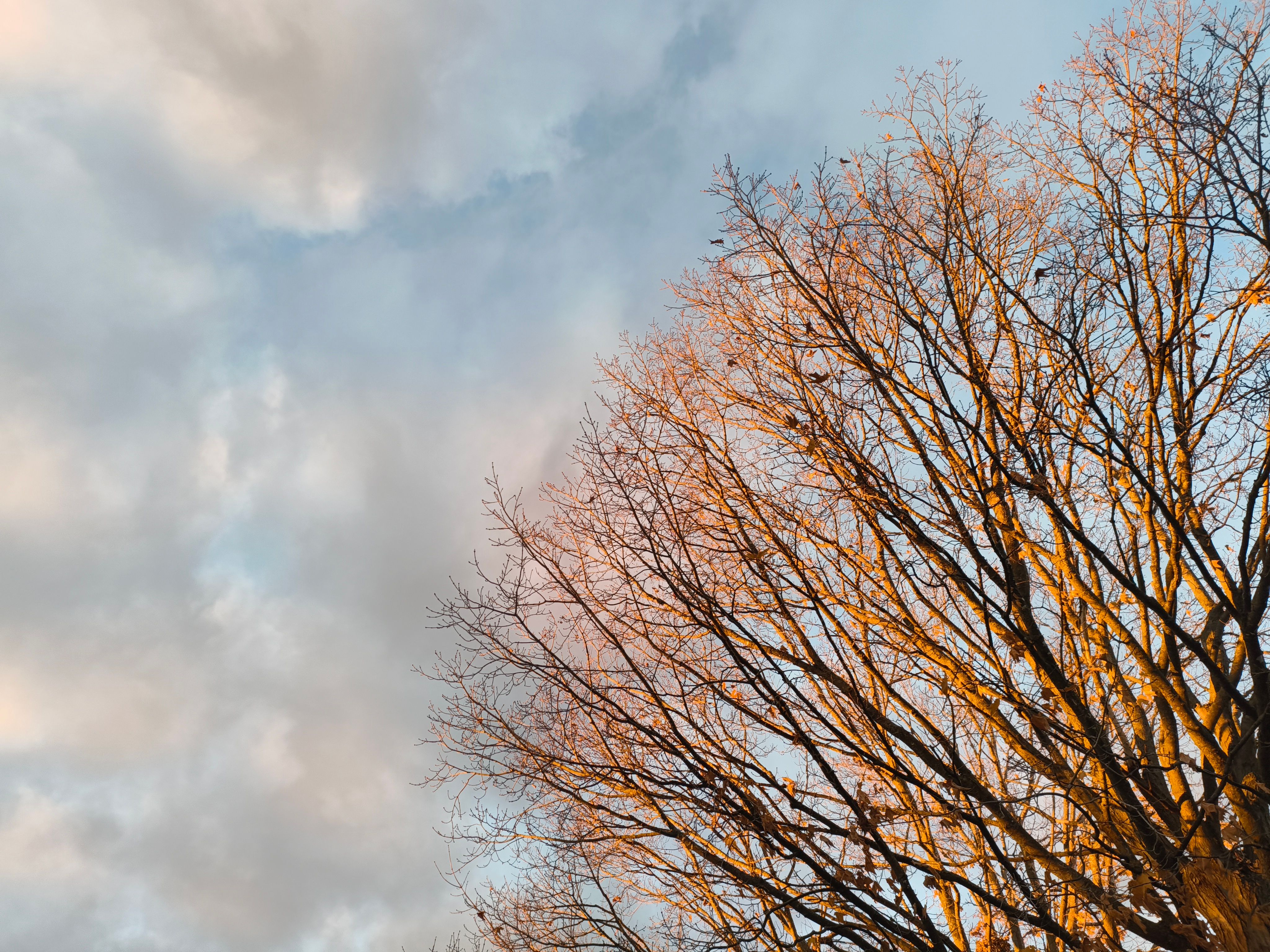 Bare tree branches against a clear sky capturing a serene winter setting during the day.