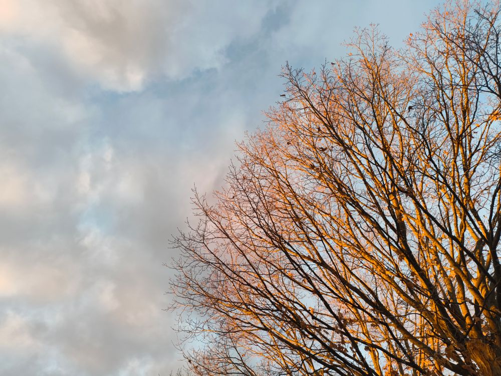 Winter Bare Tree Against Sky During Day · Free Stock Photo