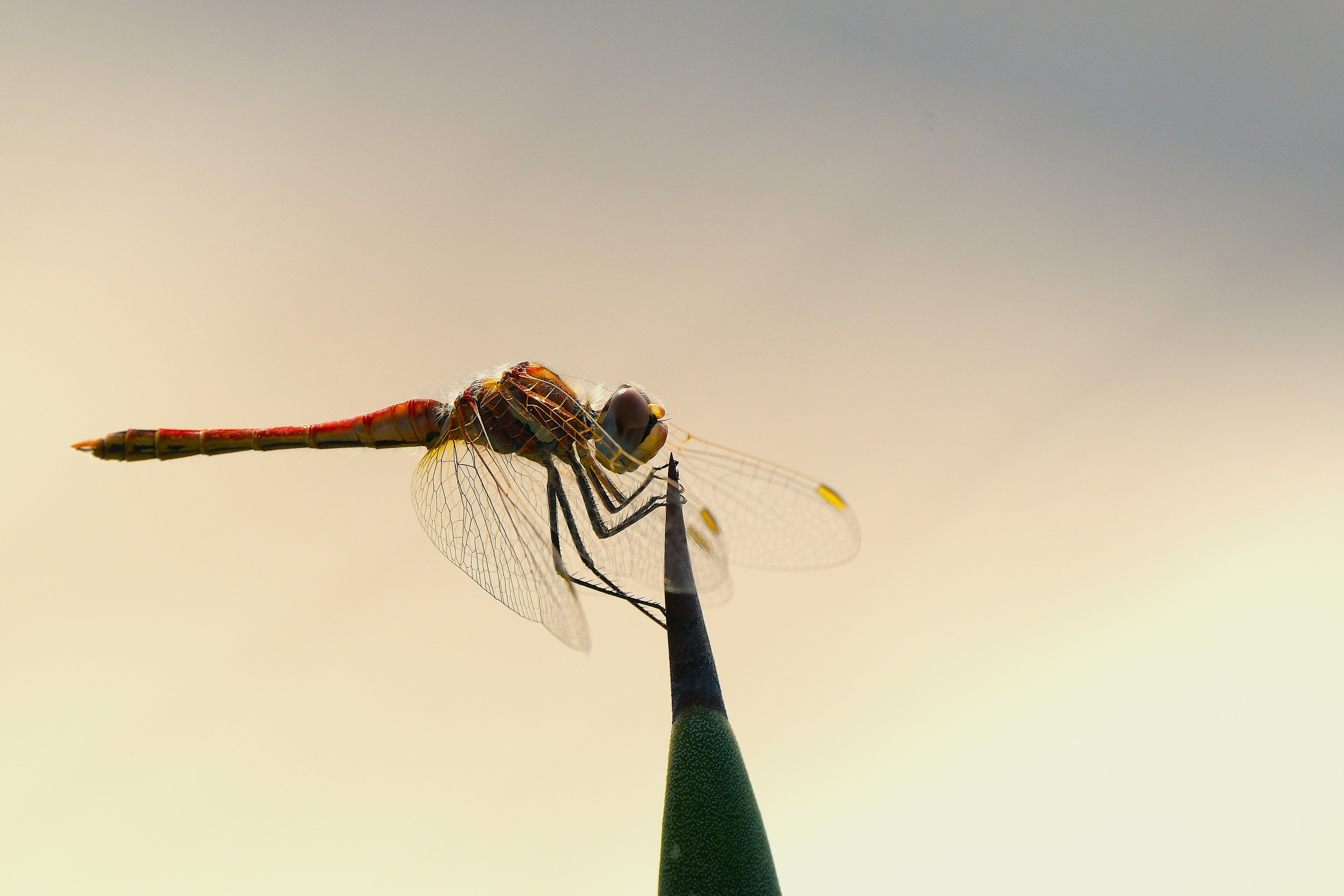 Close-up of Dragonfly on a Plant Stem · Free Stock Photo