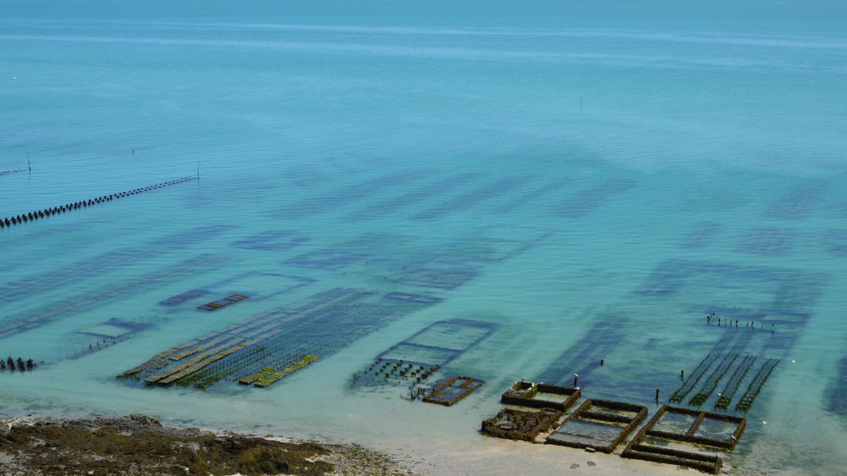 Parcurile de stridii de la Cancale vazute din aer