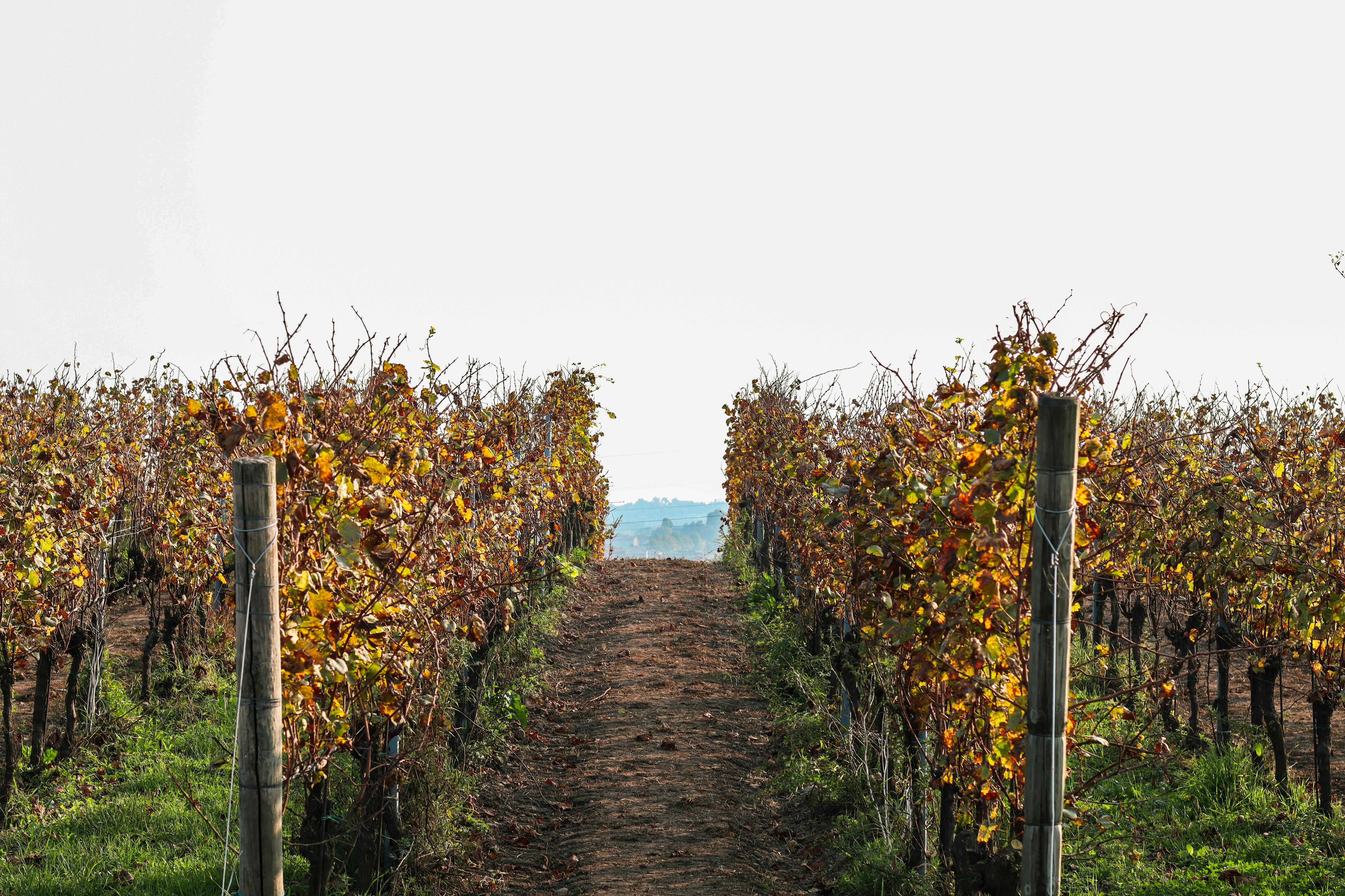 生活：農村酒莊攜手笠間燒 臺日共創傳統文化新風貌