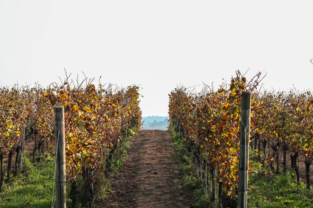 Fall vineyard with autumn leaves