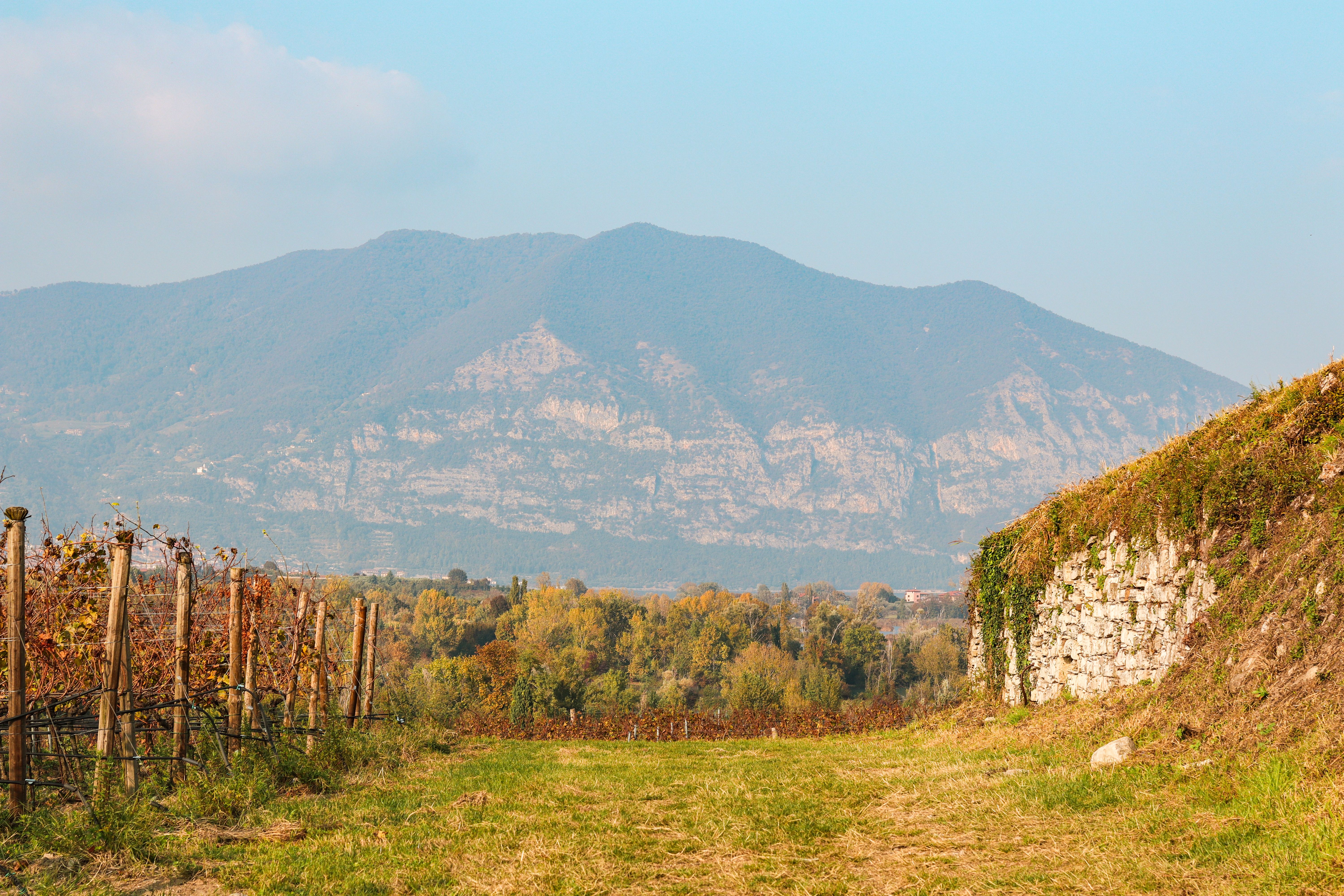 Vineyard rows with mountain backdrop in Brescia, Italy, capturing autumn beauty.