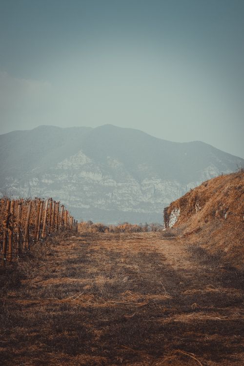 Free Beautiful vineyard landscape in Brescia, Lombardia, Italy, with mountains in the background during fall. Stock Photo