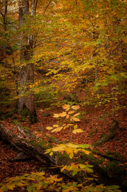 Fotomural Escena dorada de bosque otoñal con hojas vibrantes y un tronco de árbol caído, ideal para los amantes de la naturaleza.