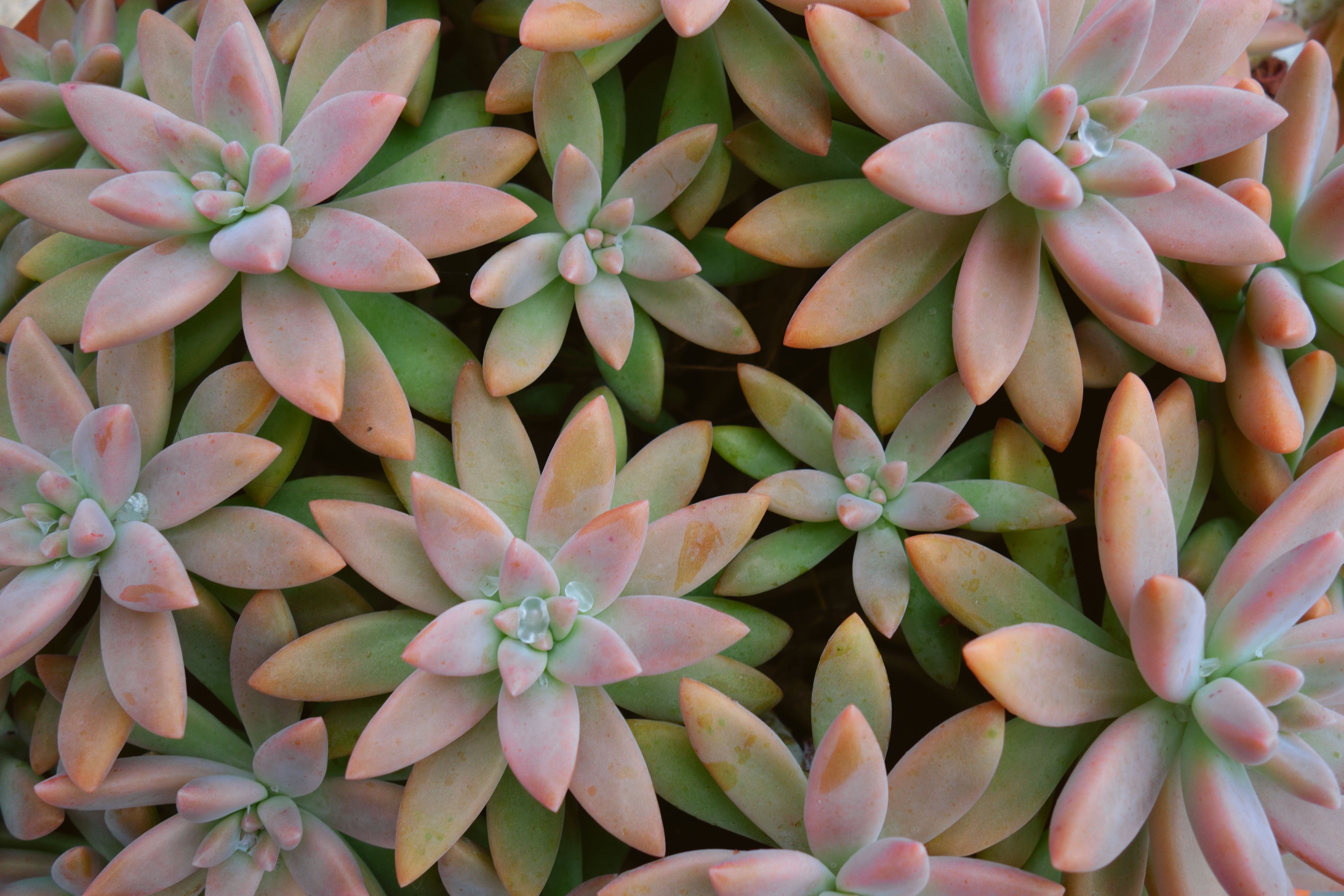 5 succulente sospese per trasformare il tuo balcone in un'oasi a bassa manutenzione