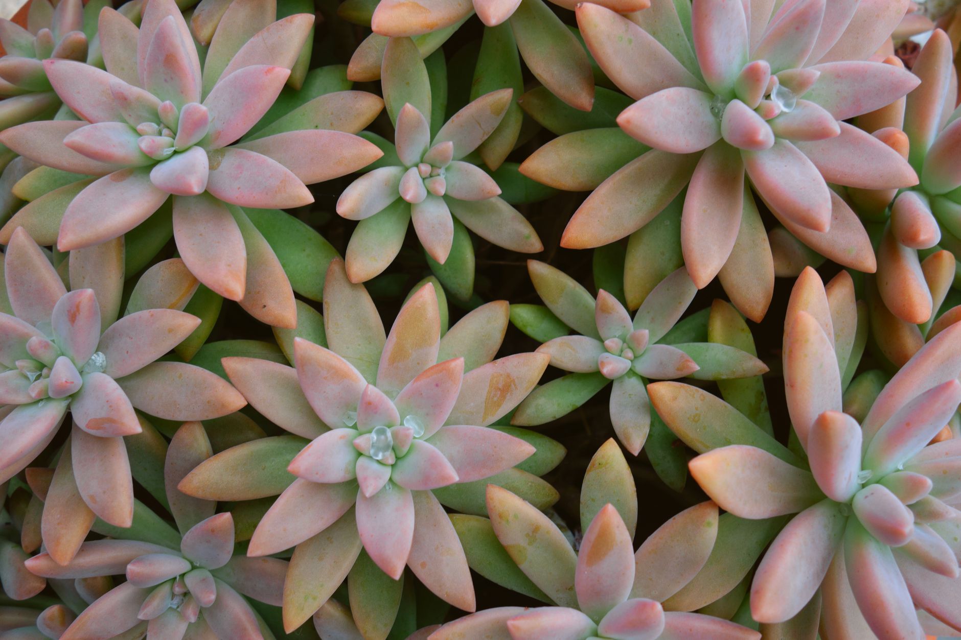 5 succulente sospese per trasformare il tuo balcone in un'oasi a bassa manutenzione
