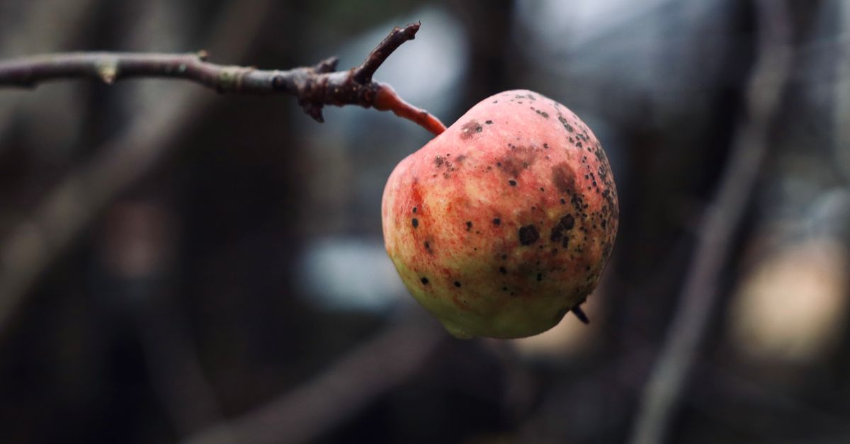 Alternaria disease hits apple orchards in upper Shimla again