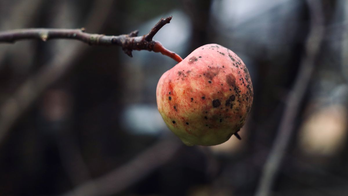 Prévenir les maladies des arbres fruitiers en hiver à Angers - illustration
