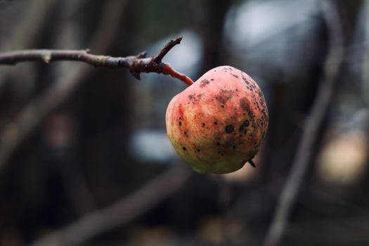 A rotten apple hanging from a tree branch in a natural outdoor setting.