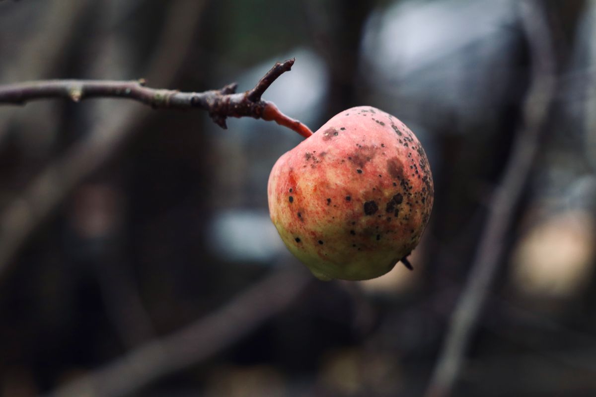 Maladies des arbres fruitiers - 3. Cloque du pêcher : identifier les feuilles déformées