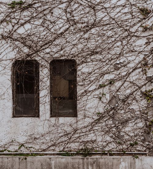 Free Aged wall with creeping vines and two windows, perfect for vintage and urban decay themes. Stock Photo