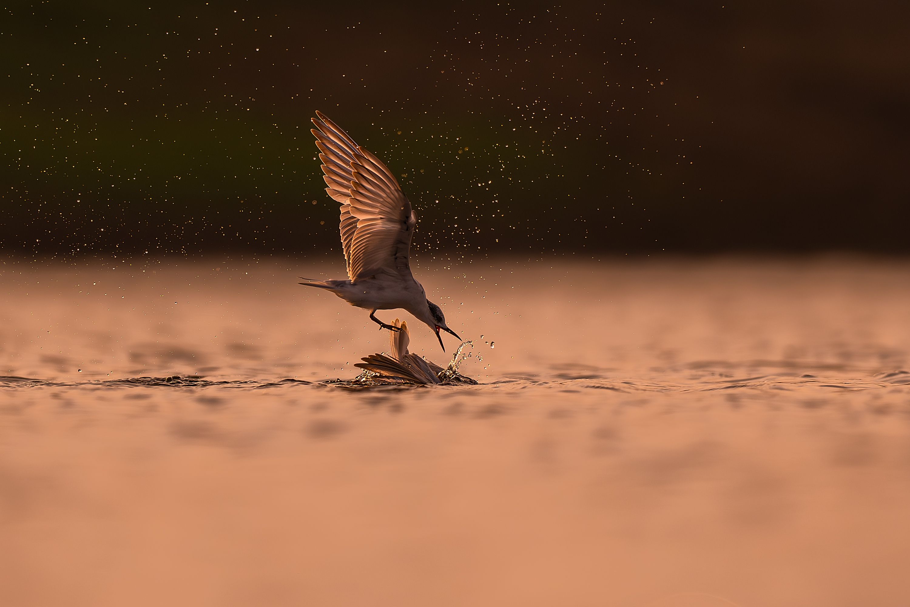 Bird Catching Fish at Sunset in Guangzhou · Free Stock Photo