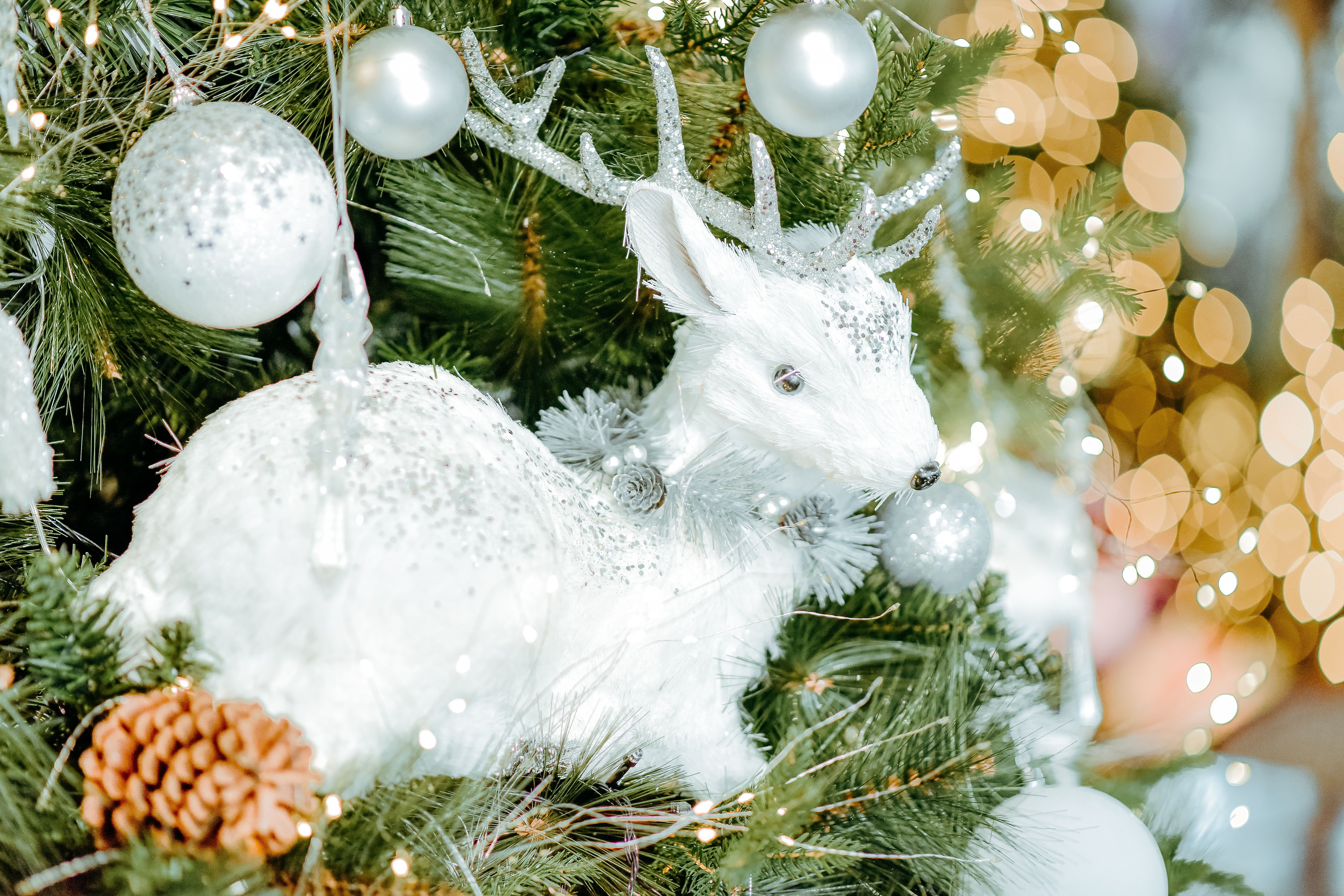 Christmas arrives at the White House. See photos, video of decor. — Photo by 🇻🇳🇻🇳Nguyễn Tiến Thịnh 🇻🇳🇻🇳 on Pexels
