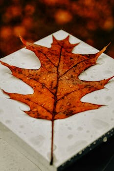 Beautiful orange maple leaf with raindrops on white background, embodying autumn vibes.