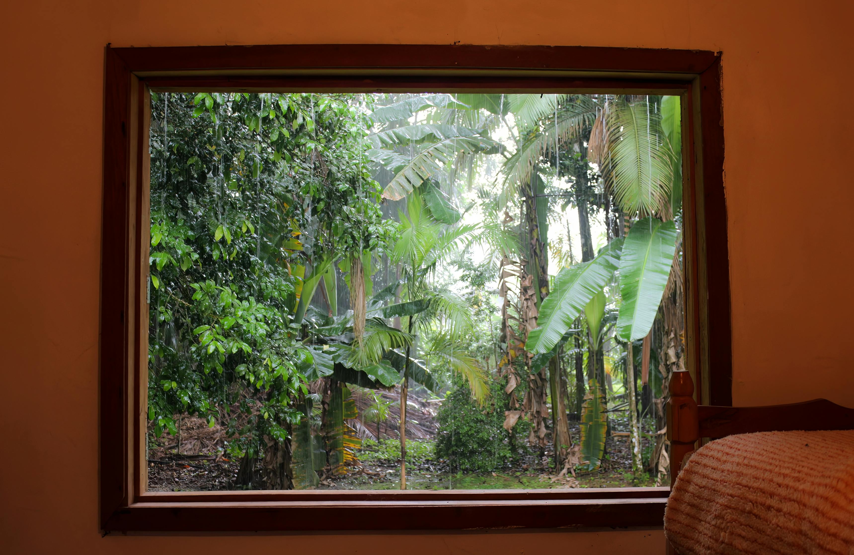 國際：COP30峰會巴西主辦，展現亞馬遜雨林生態多樣性