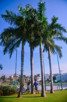 Tall palm trees standing over people at an outdoor recreation area, set against a blue sky.