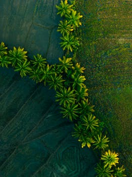Drone shot capturing lush coconut palms and farmland in Sri Lanka.