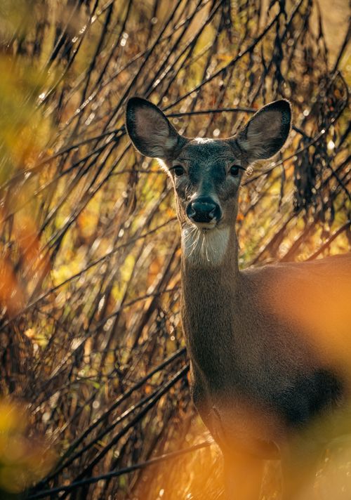 Free Close-up of a deer in a sunlit autumn forest, showcasing its natural beauty. Stock Photo
