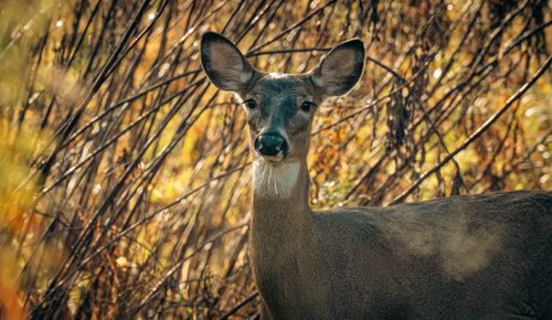 Free White-tailed deer standing among autumn foliage, capturing natural beauty. Stock Photo
