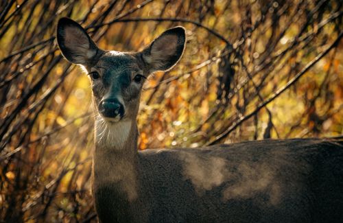 Free A deer stands in the autumn forest surrounded by warm light and foliage. Stock Photo