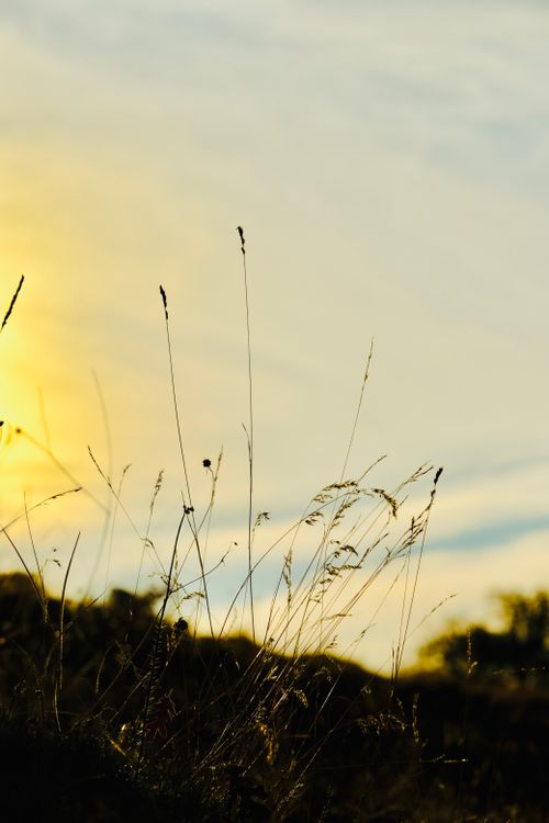 Free Golden sunset over a peaceful grass field with silhouettes of tall grass. Stock Photo