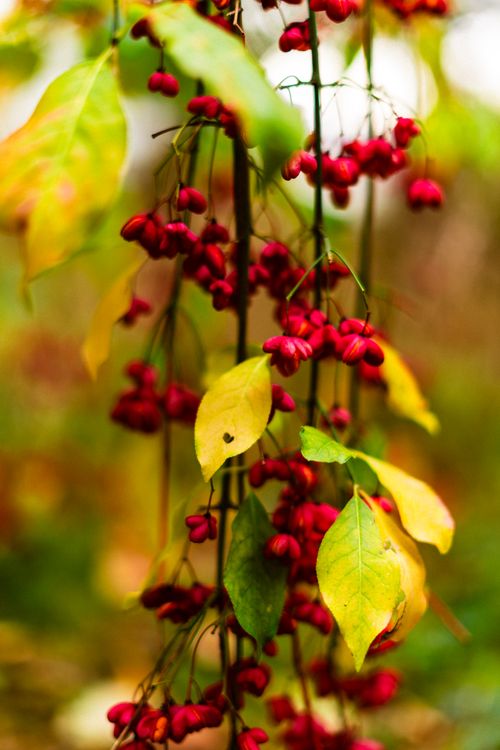 Free Close-up of red berries and autumn leaves in Freiburg, Germany. Stock Photo