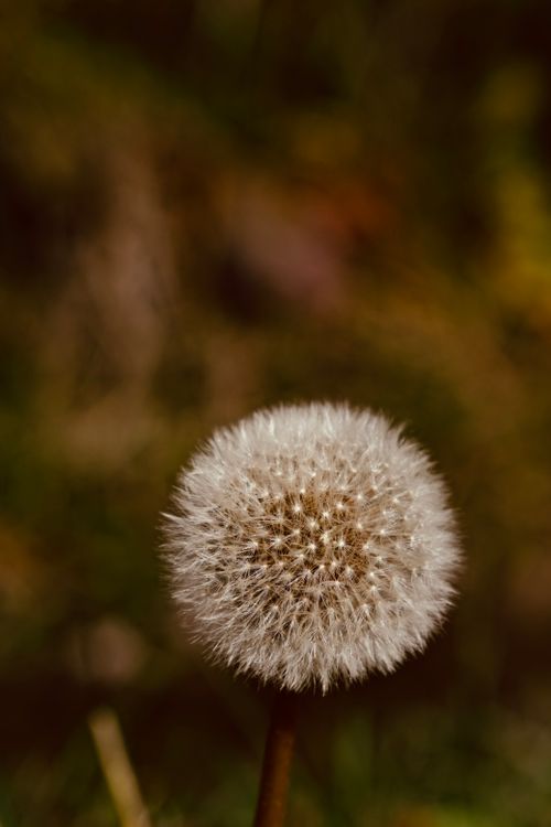 Free Detailed shot of a dandelion puff with blurred background, showcasing its delicate texture. Stock Photo