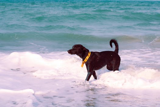 A black dog with a yellow collar plays in the ocean waves on a sunny day at the beach.