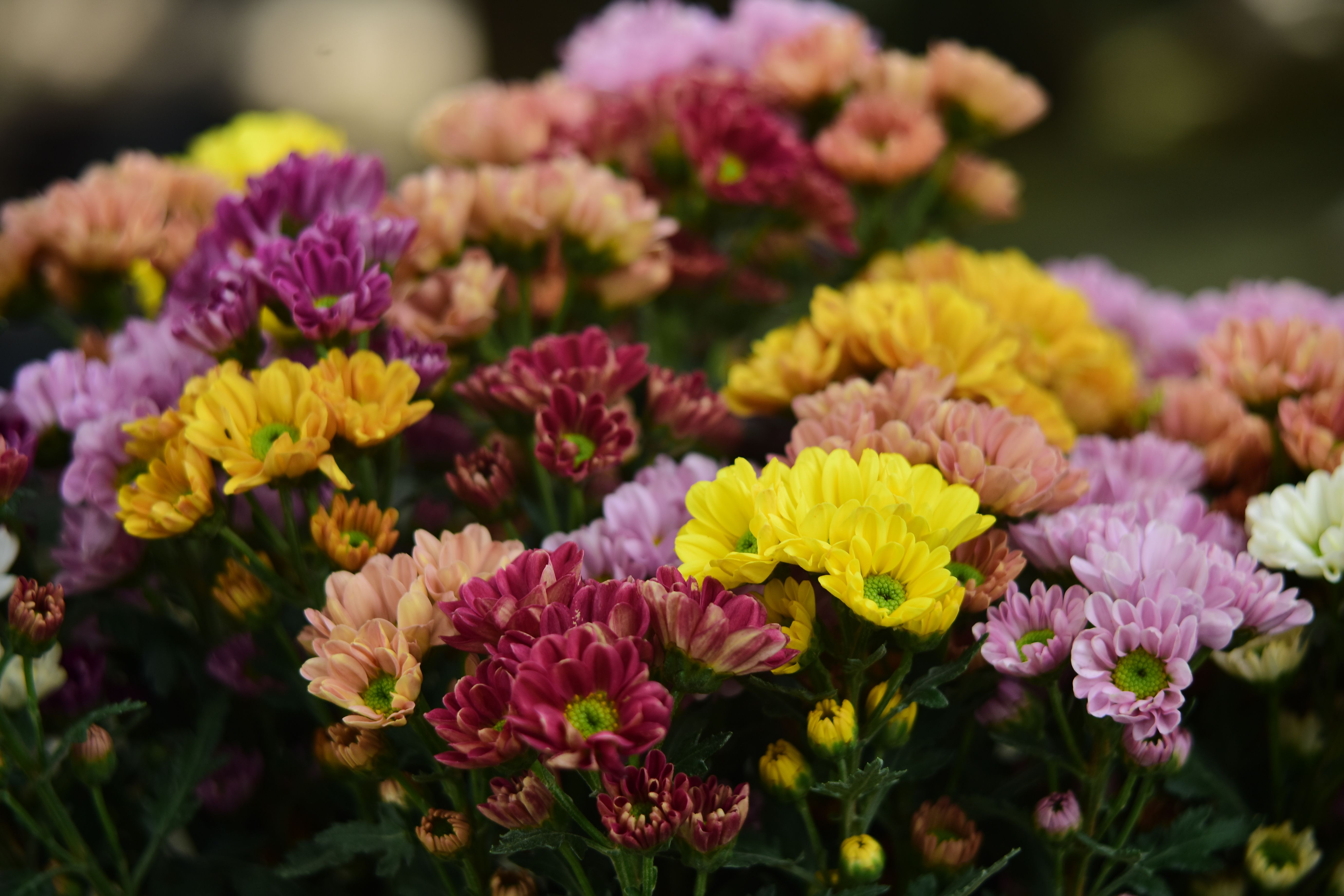 [ColoSach]-a-colorful-display-of-blooming-chrysanthemums-in-a-garden-setting.