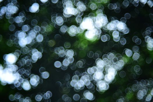 Stunning abstract bokeh effect with circular light patterns in natural greenery.