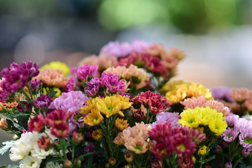 Free Vibrant chrysanthemum flowers in a variety of colors blooming with soft focus outdoors, creating a lively garden scene. Stock Photo