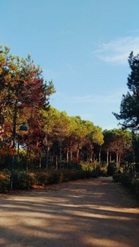 Explore a serene forest pathway in İstanbul during autumn, surrounded by lush trees and warm sunlight.