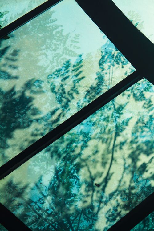 Tree Reflection Windo Abstract Tree Reflections on Window Glass · Free Stock Photo