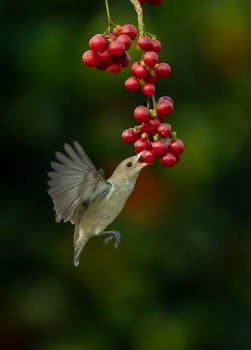 A bird gracefully hovers to feed on bright red berries, captured in nature's vivid colors.