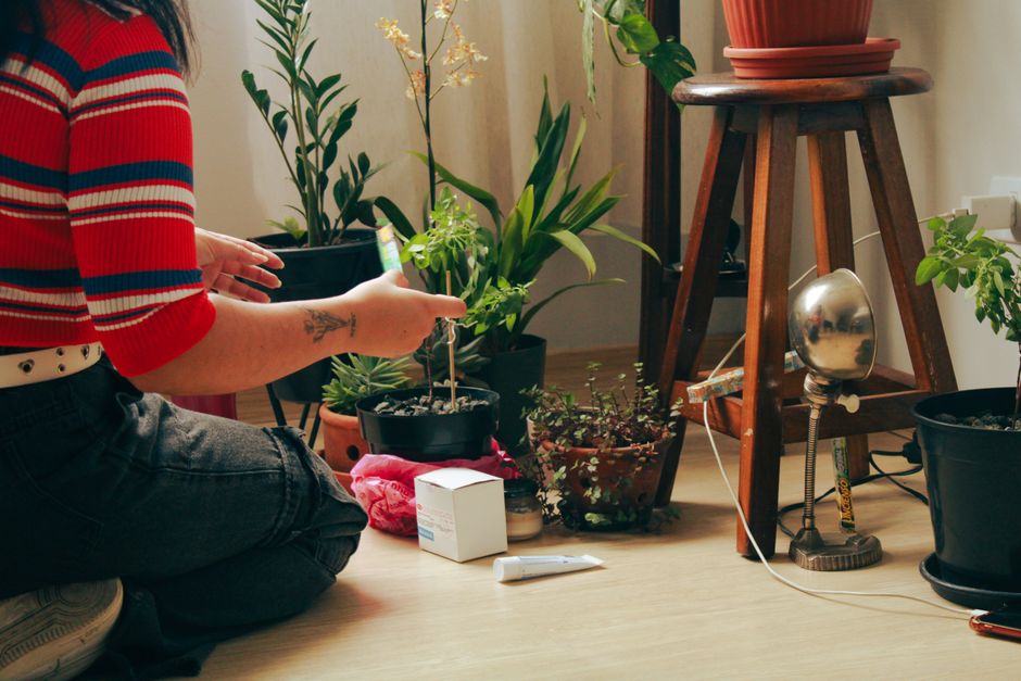 Photo by sofia comasetto on Pexels Person tending to houseplants indoors, surrounded by various green plants and a vintage lamp.