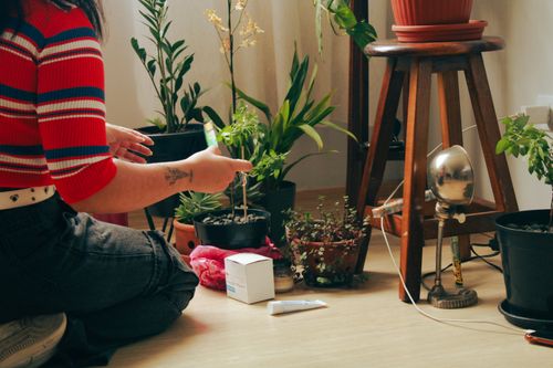 Free Person tending to houseplants indoors, surrounded by various green plants and a vintage lamp. Stock Photo