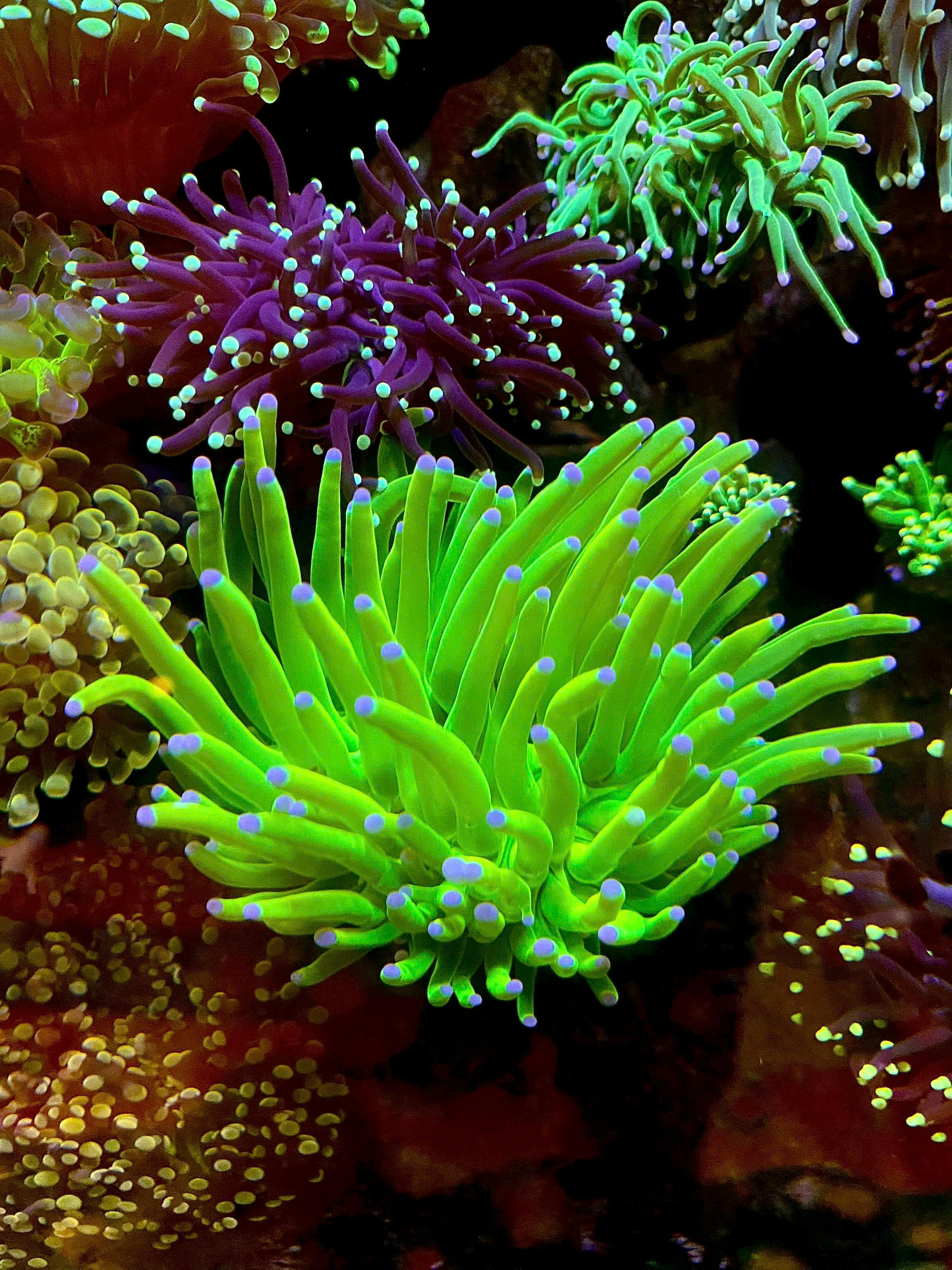 Colorful coral reefs with vibrant sea anemones in a mesmerizing aquarium display.