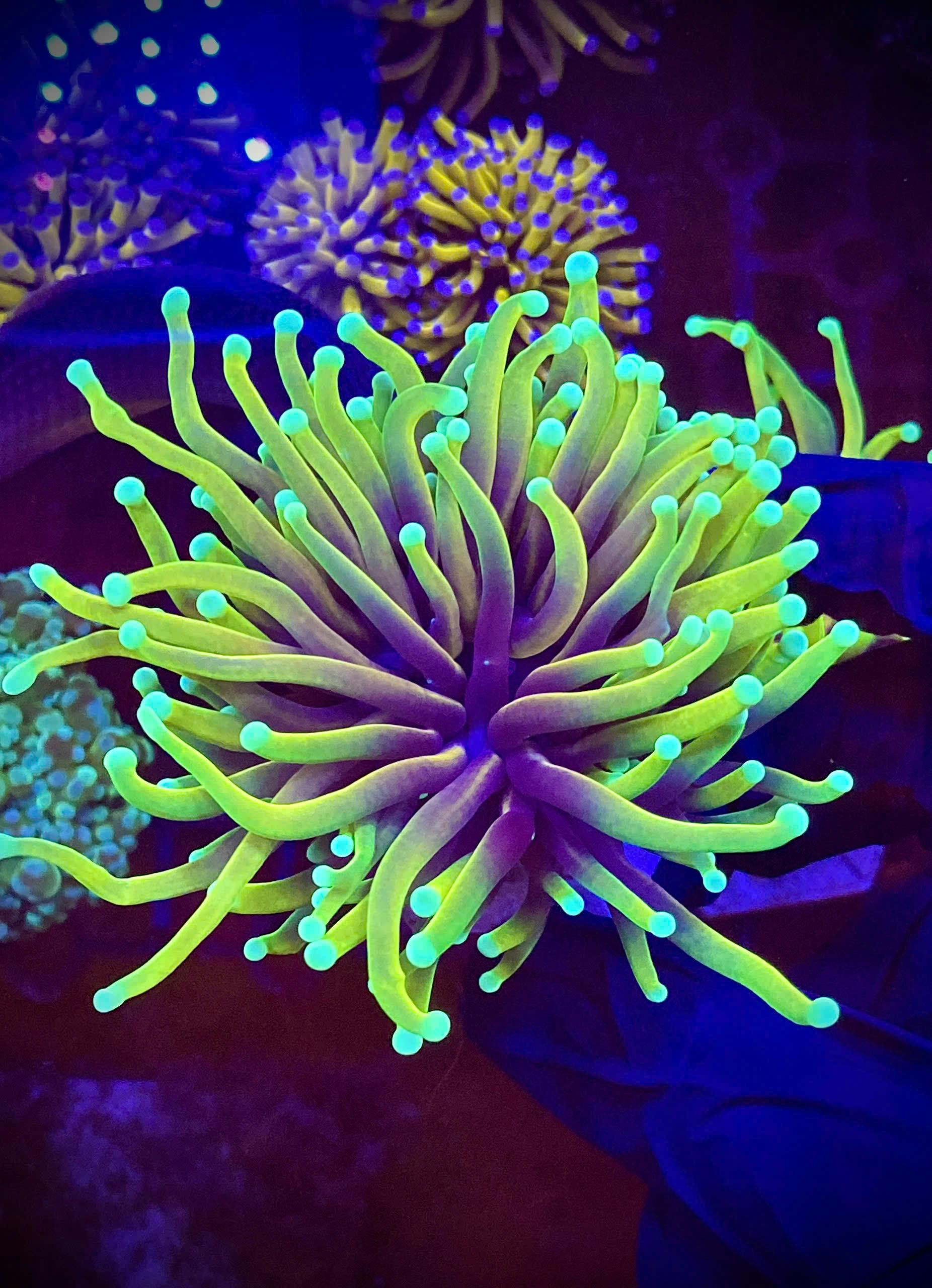 Close-up of fluorescent coral under blue light in aquarium setting.