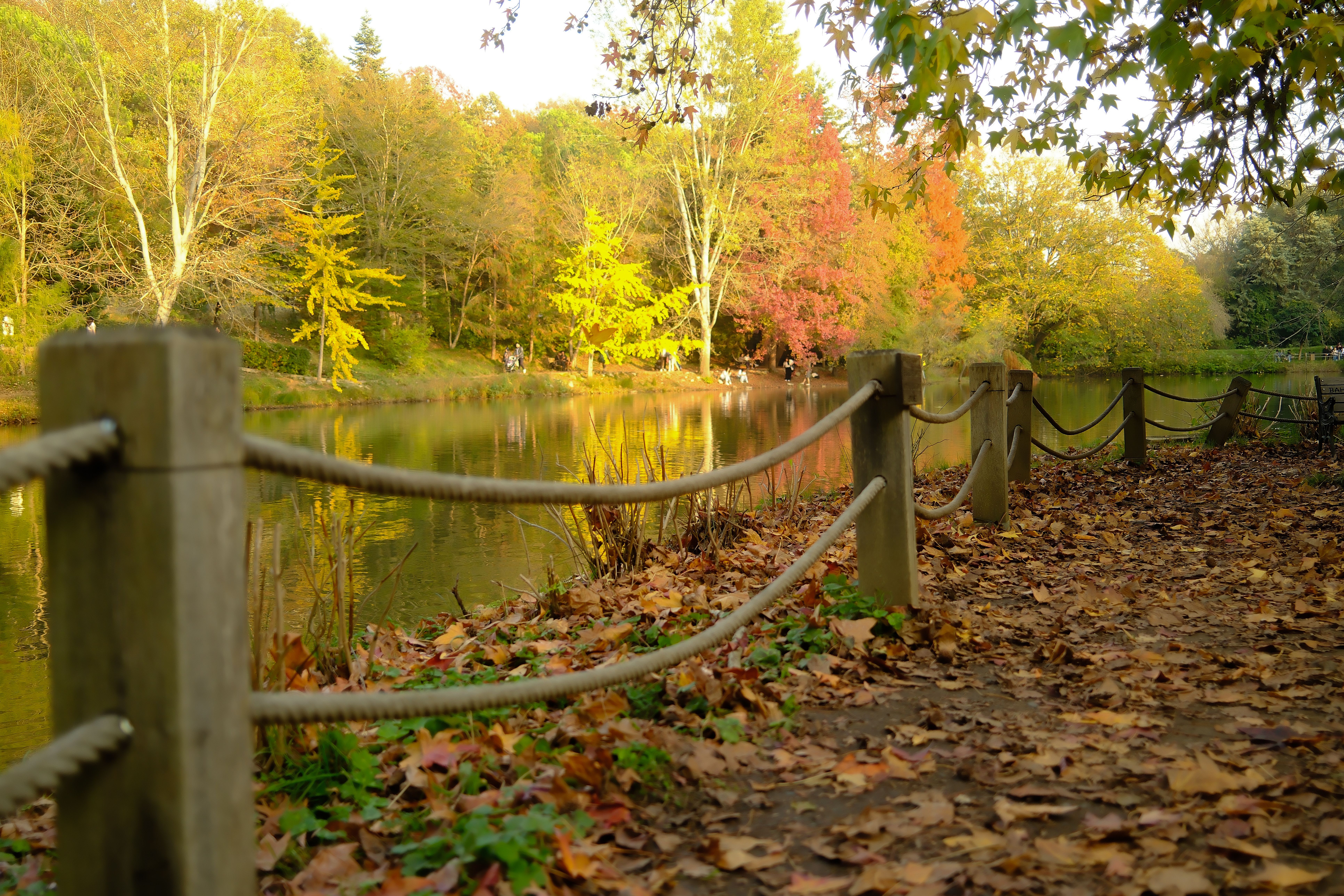 Scenic Autumn Pathway by Reflective Lake · Free Stock Photo