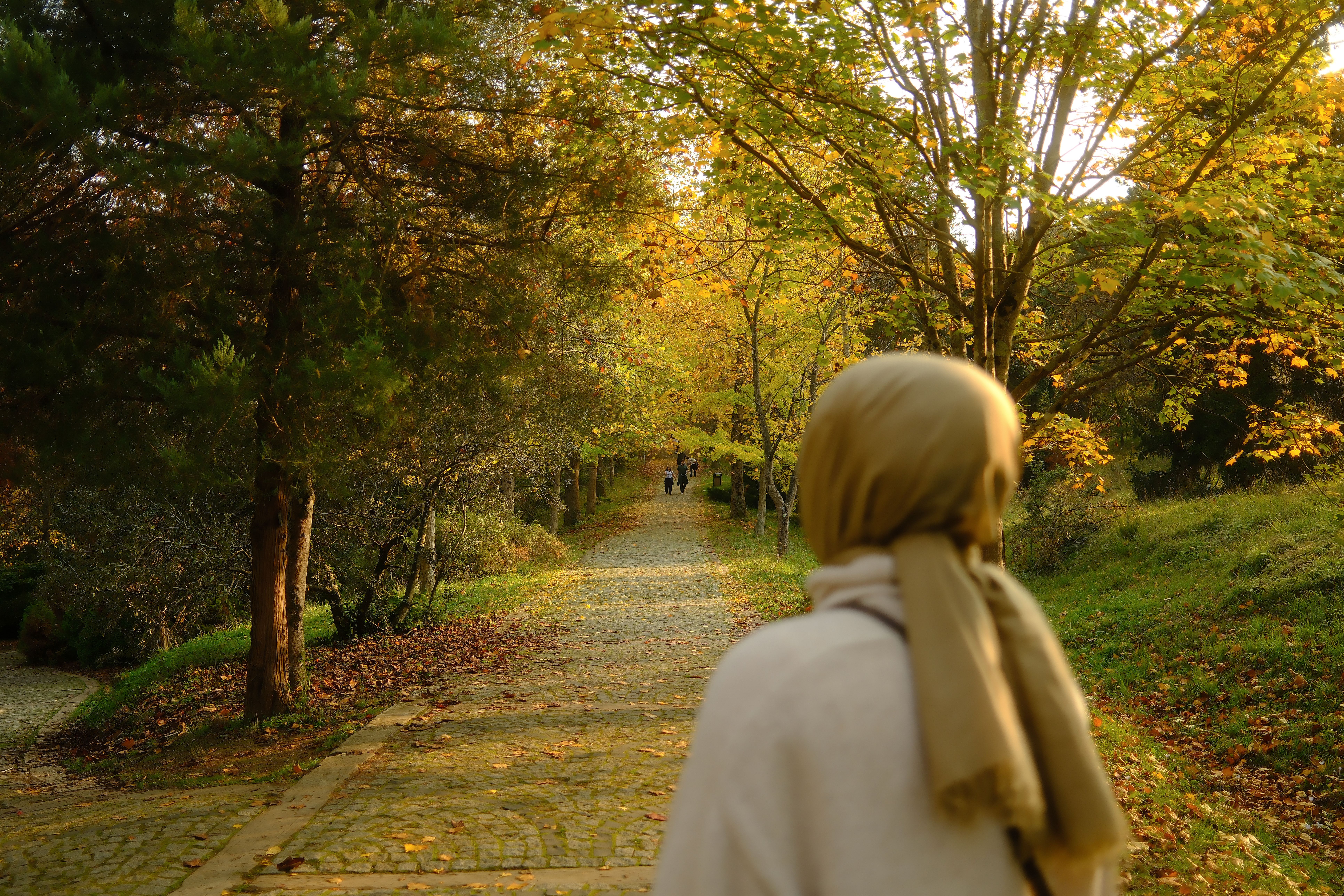 Peaceful Stroll Through Autumn Park Pathway · Free Stock Photo