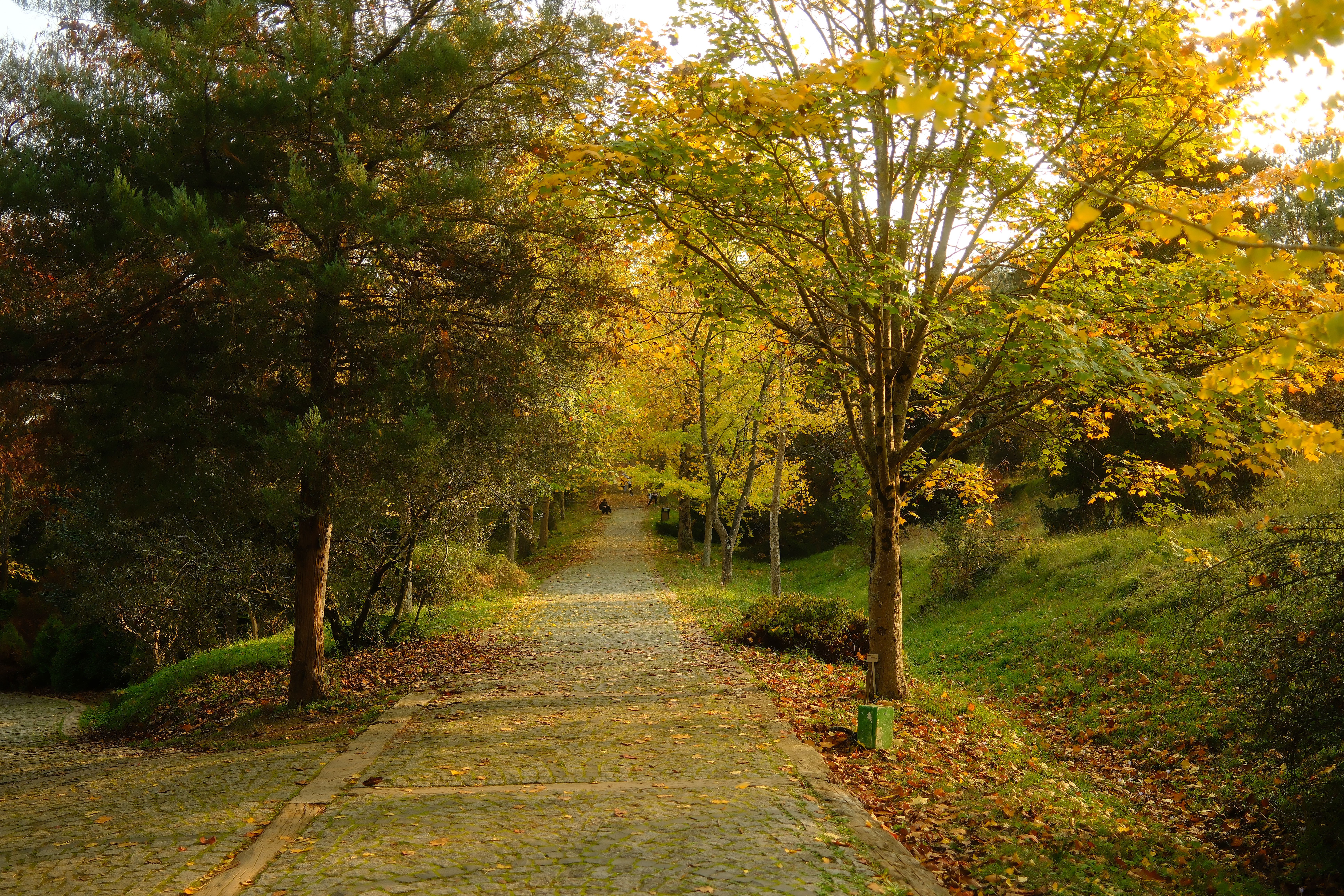 Brisk Walking: Your Heart's Best Friend for Cardio Fitness