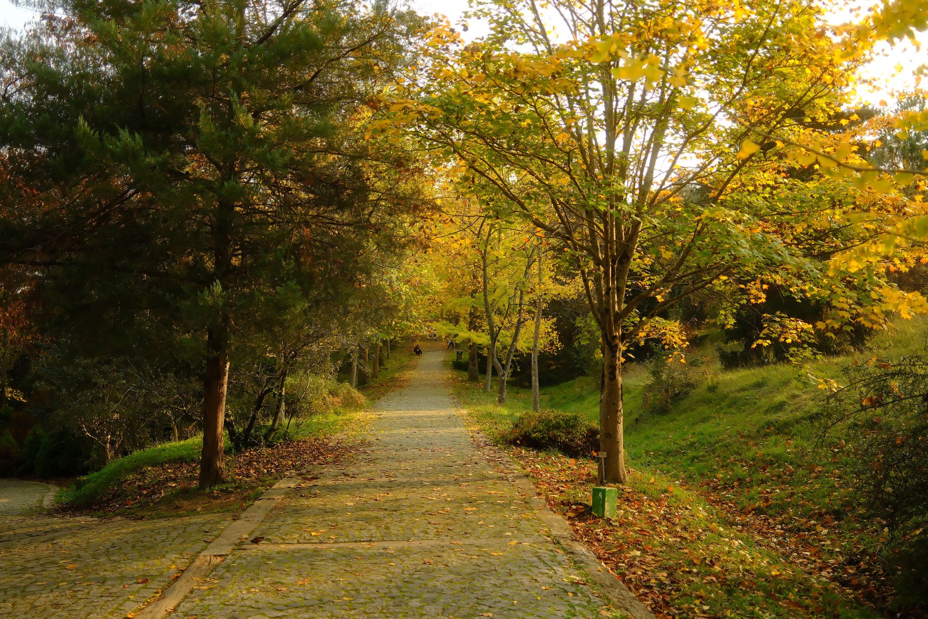Brisk Walking: Your Heart's Best Friend for Cardio Fitness