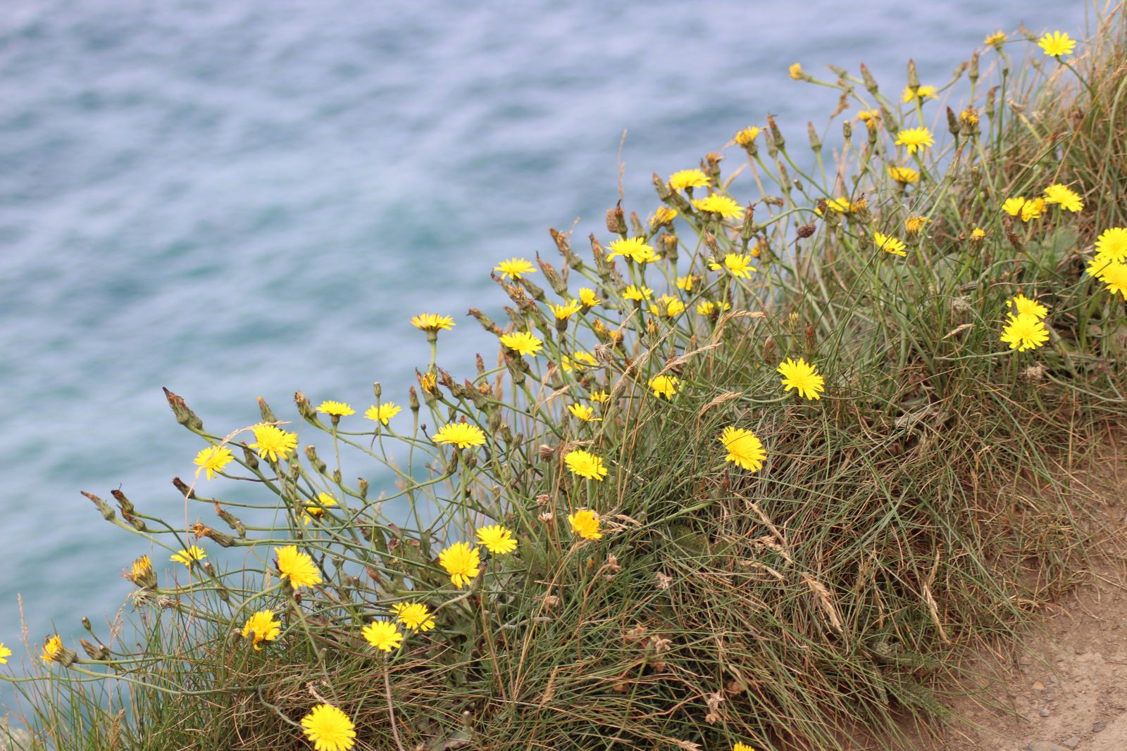 Yellow wildflowers bloom on the Cliffs of Moher with ocean backdrop in Clare, Ireland