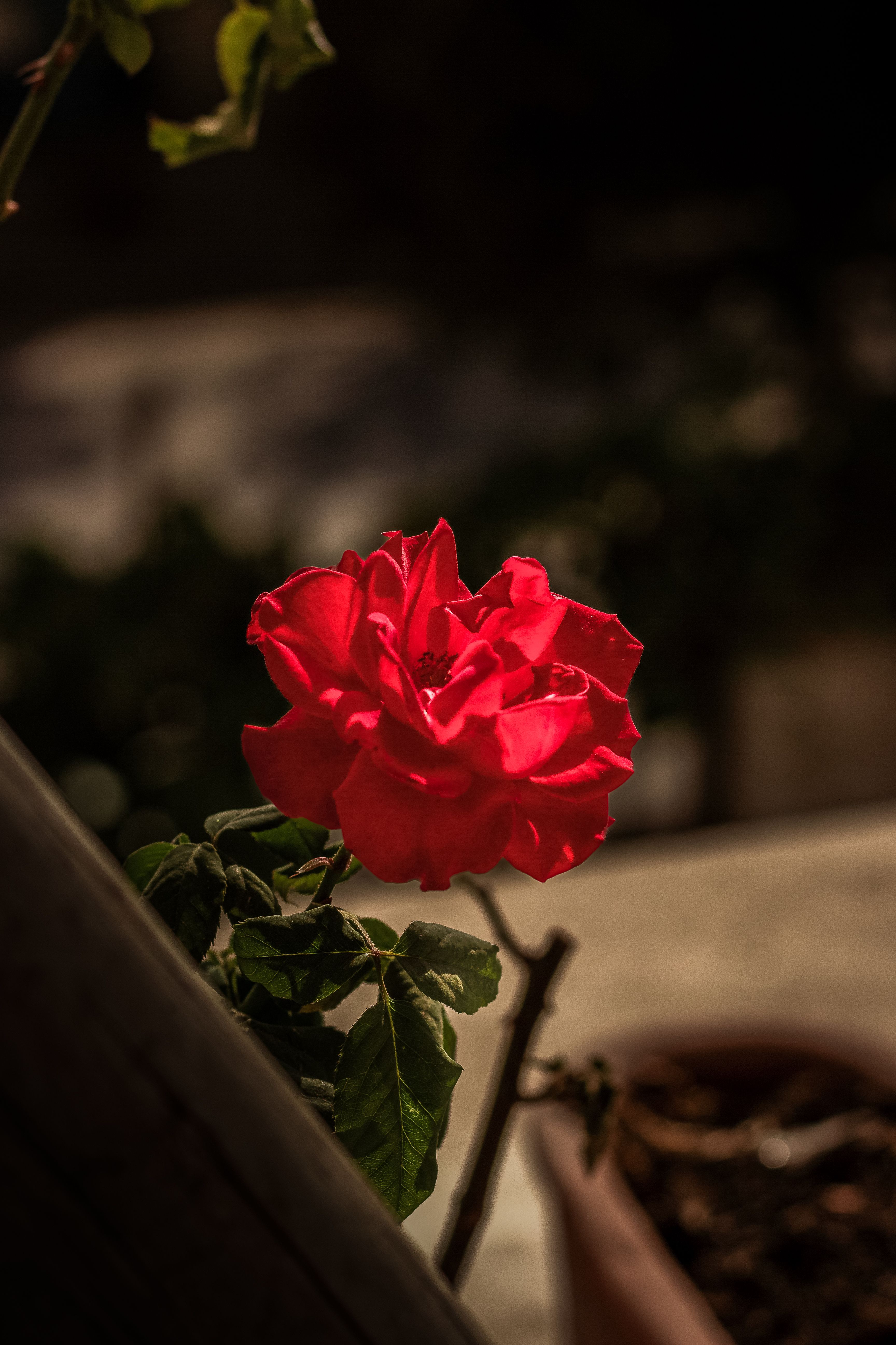 Elegant Red Rose in Sunlit Iranian Garden · Free Stock Photo