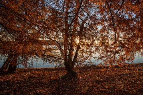 Free Autumn scene with sunlight filtering through orange leaves by a tranquil lake. Stock Photo