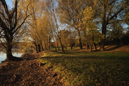 Free Serene autumn scene with golden trees by a riverside park, showcasing vibrant fall foliage. Stock Photo